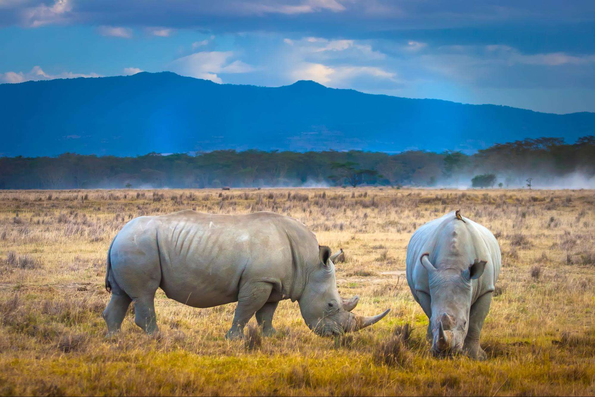 3 Days Tanzania Safari - Tarangire, Ngorongoro Crater and Lake Manyara