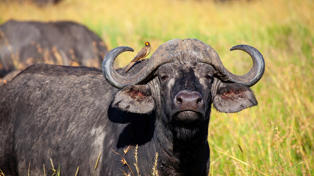 4-Day Nyerere and Mikumi National Parks
