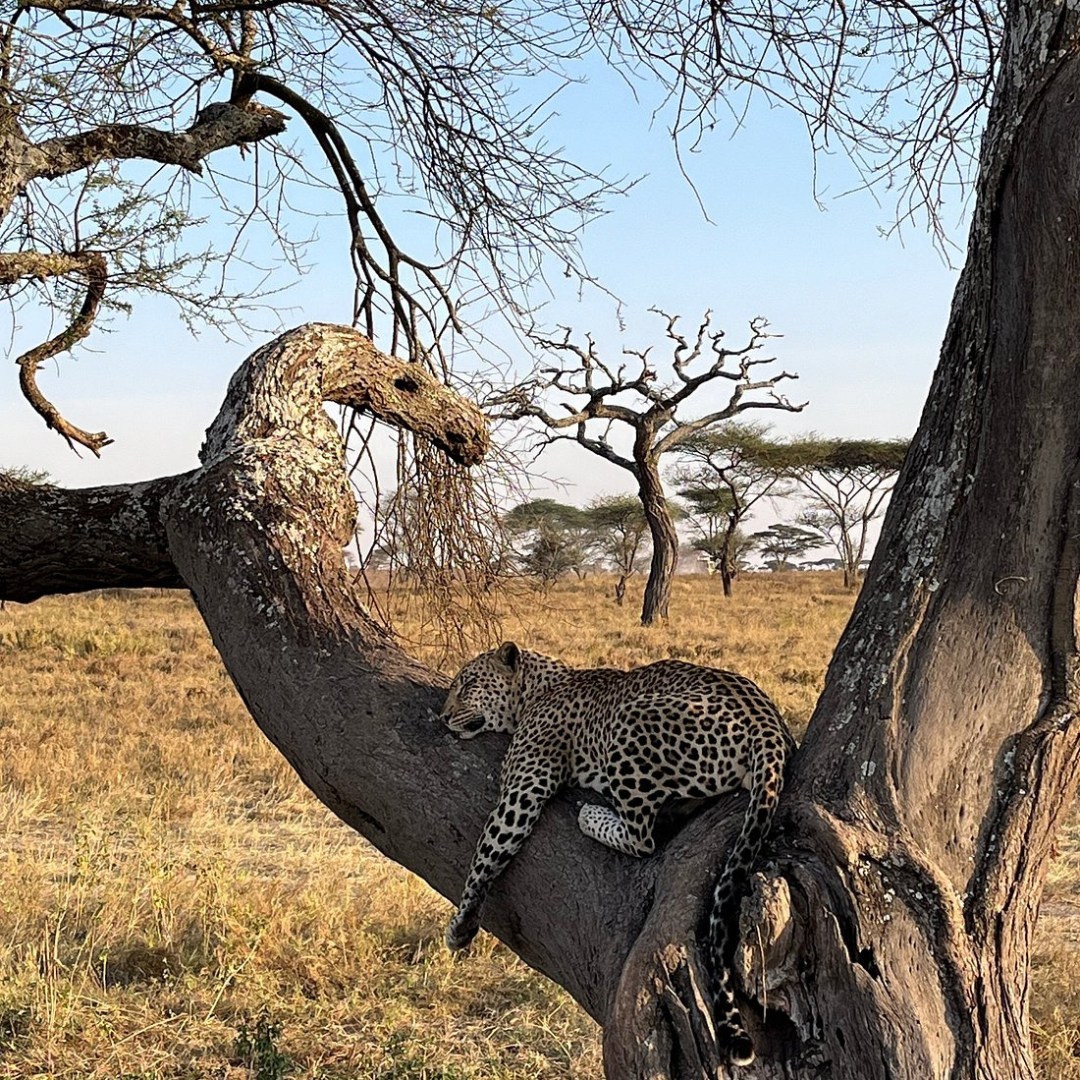 4-Days Tanzania safari Lake Manyara NP, Ngorongoro Crater & Serengeti