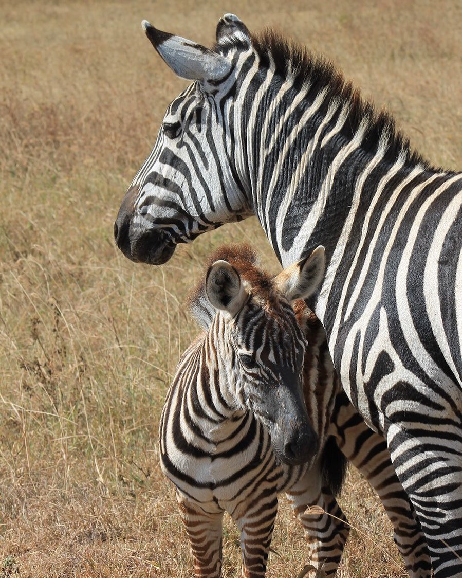 5-Days Tanzania Safari to Nyerere and Mikumi National Parks