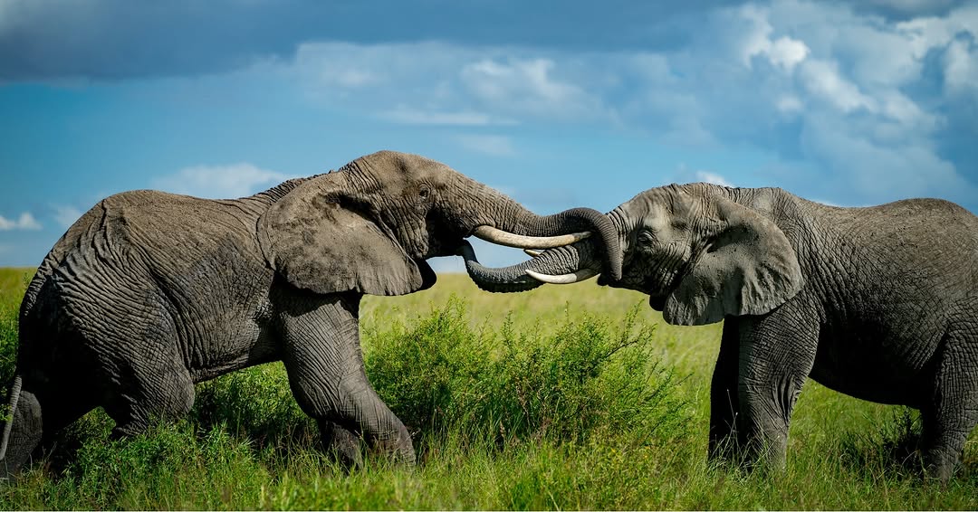 5-Days Tanzania Wilderness Safari