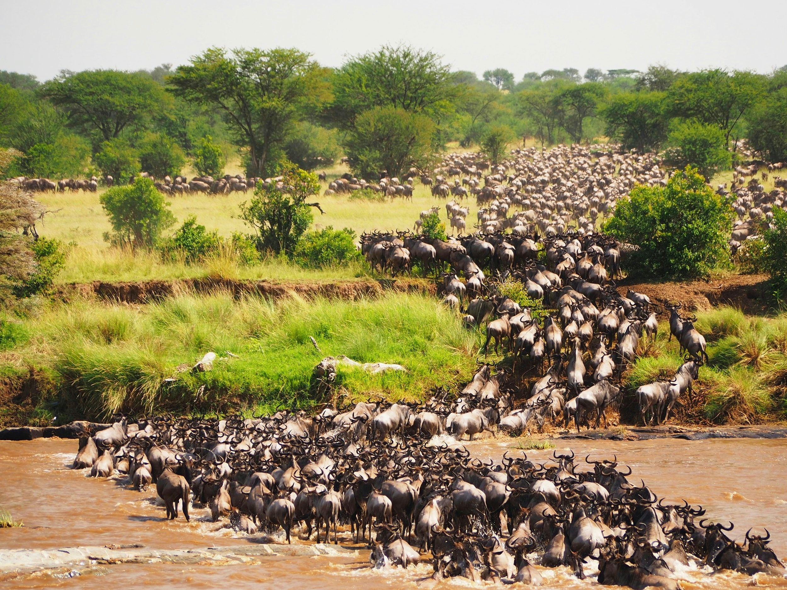 5 Days Wildebeest Migration Calving Safari