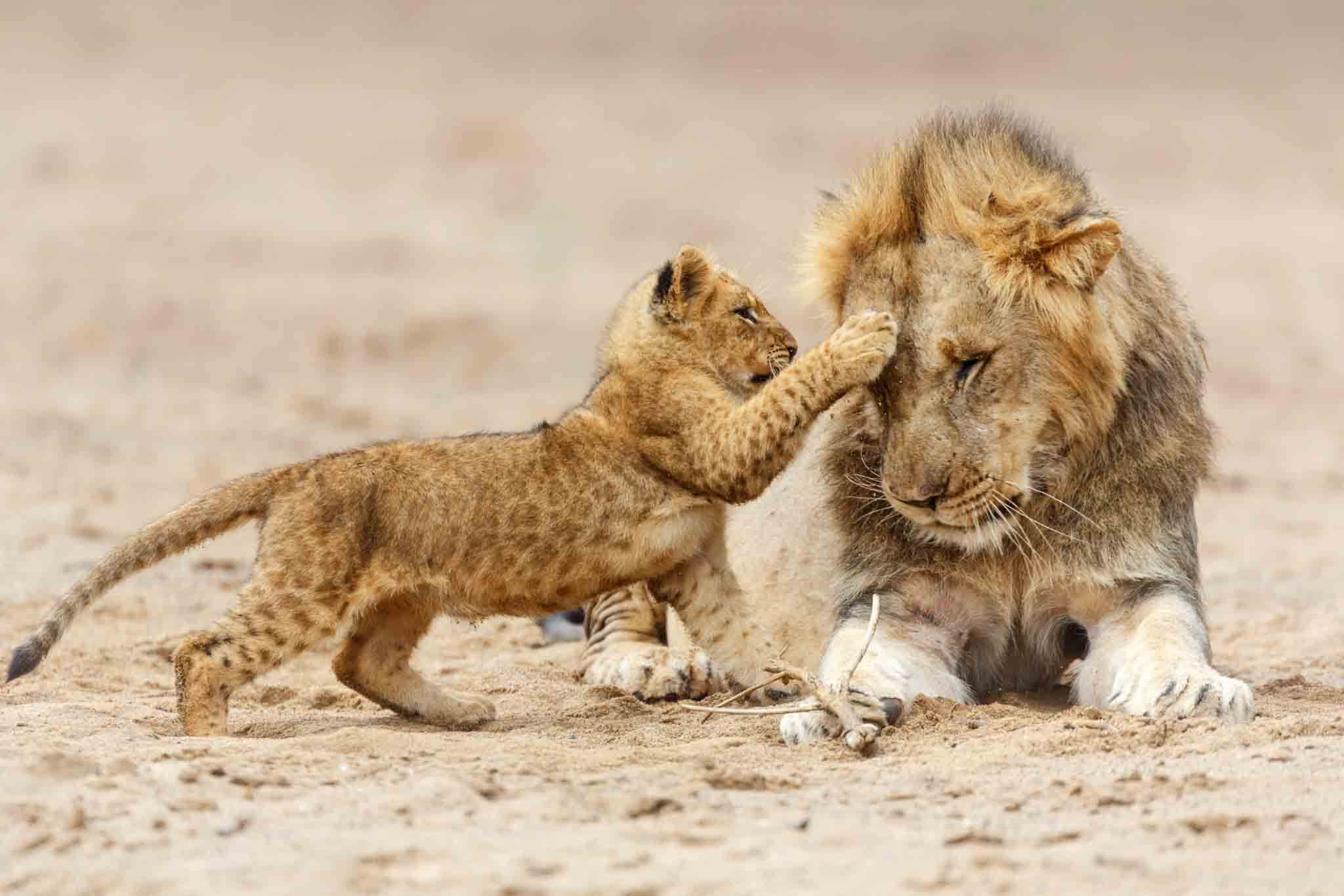 6 Days Tanzania Expedition Safari